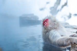 Japanese monkey Macaque in the water